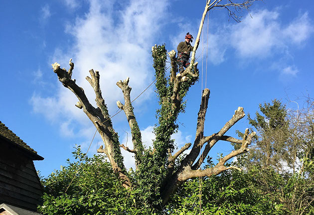 photo of tree being cut2