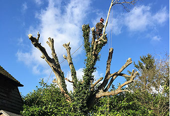 photo of tree being cut2