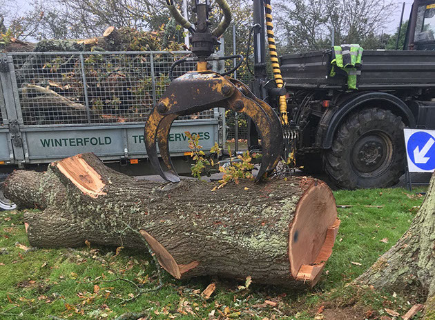 photo of tree being cut1