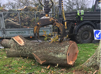 photo of tree being cut1